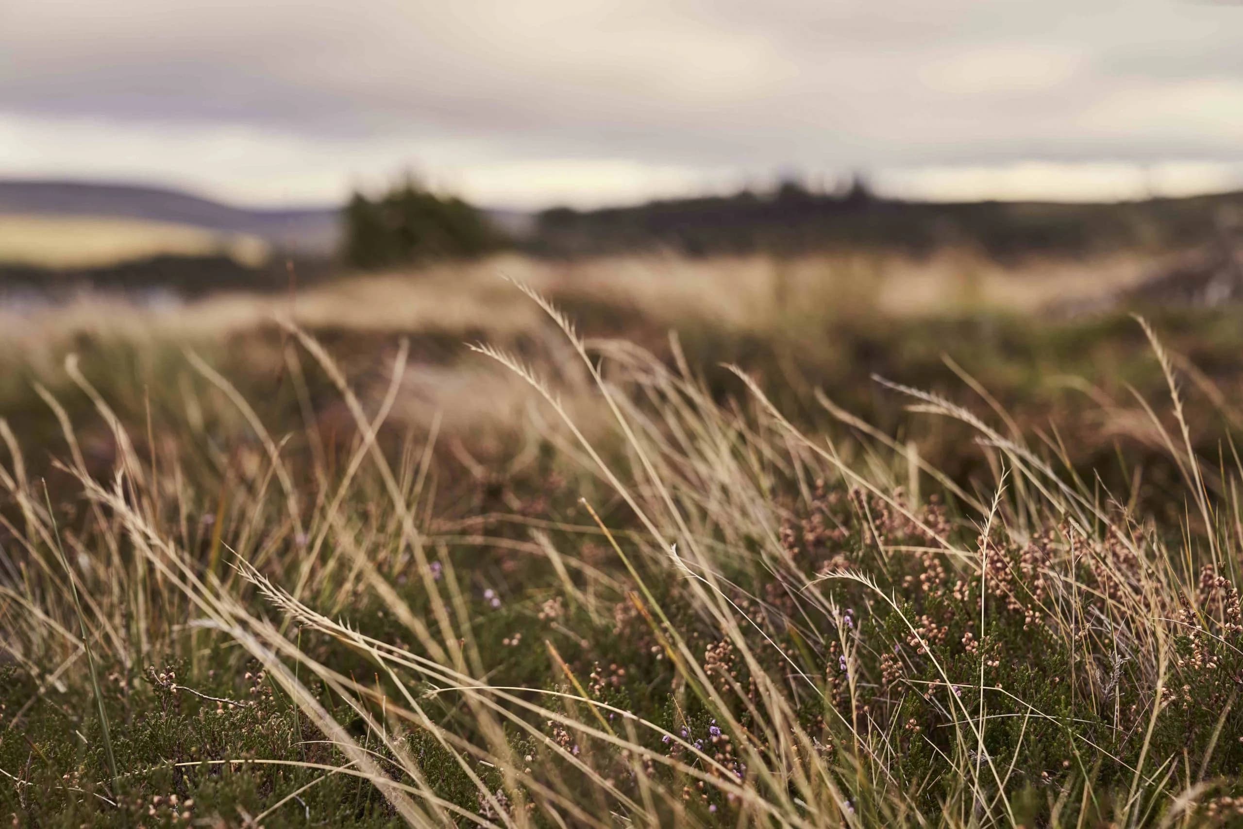 Heather and grasses on the moor above Tomatin under a soft sky